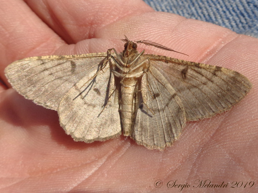Da identificare: Hypomecis punctinalis - Geometridae